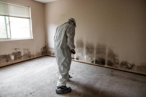 Best Professional Mold Removal  in Refugio, TX